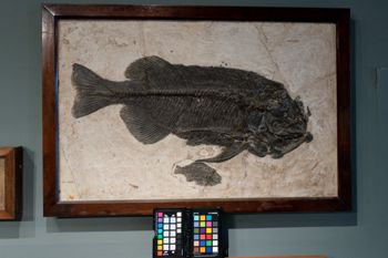 Media type: image;   Vertebrate Paleontology VPF-13863 Description: Photograph of a skeleton of MCZ VPF-13863. On exhibit in the HMNH Romer Hall.;